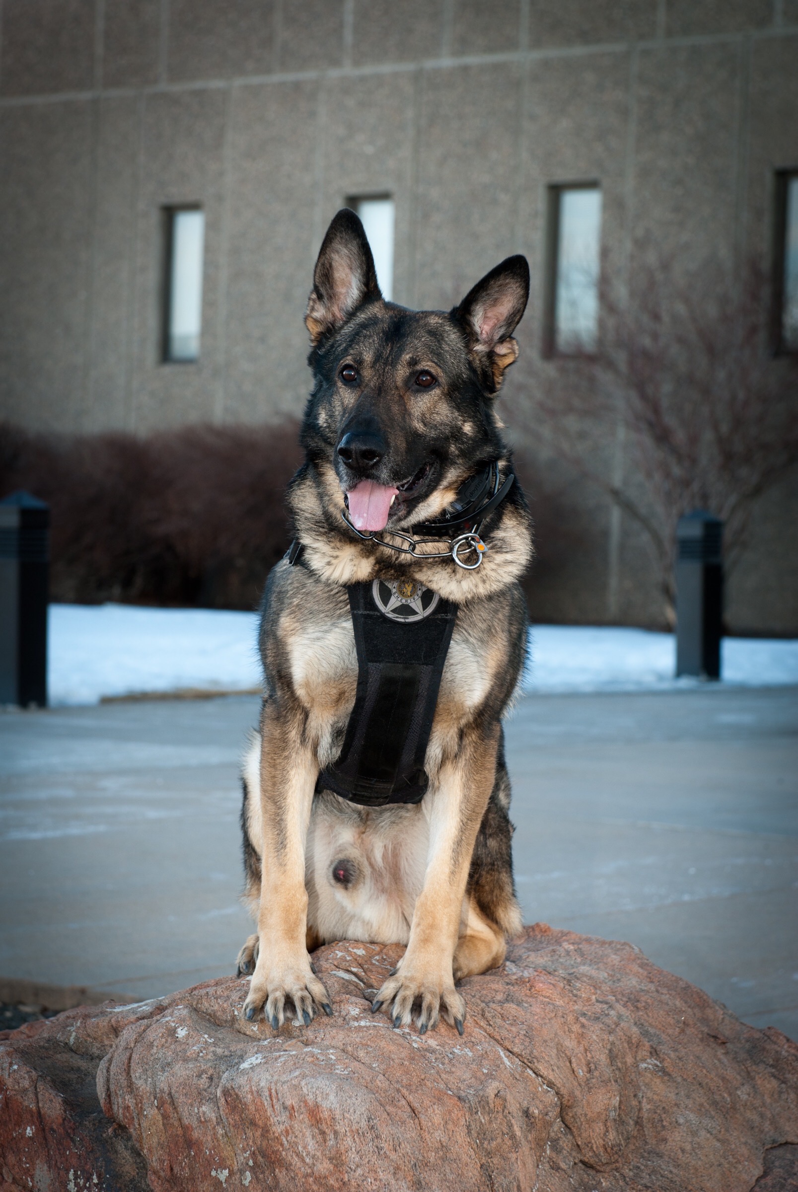 BOLO with handler