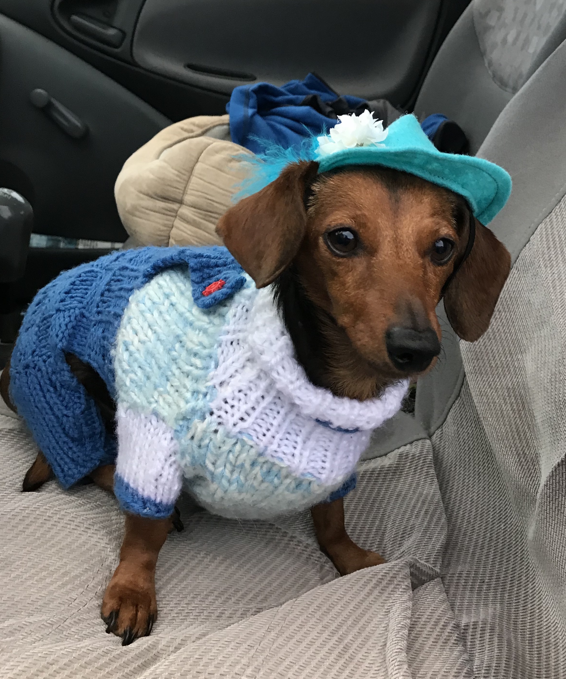 Callie, a miniature dachshund, wearing a sweater.
